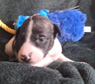 Les chiots de Whippet