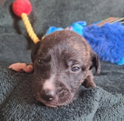 Les chiots de Whippet