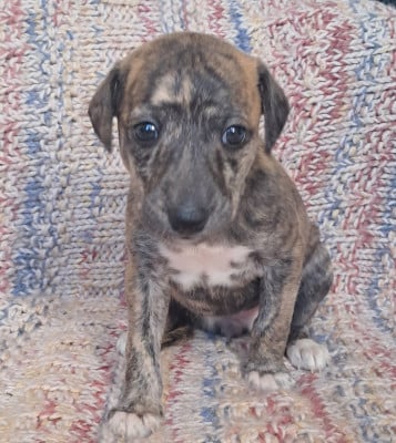 Les chiots de Whippet