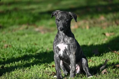 Les chiots de Whippet