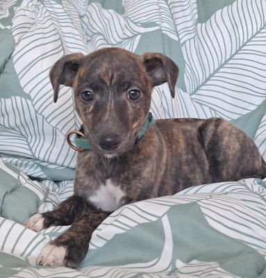 Les chiots de Whippet