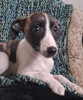 Les chiots de Whippet
