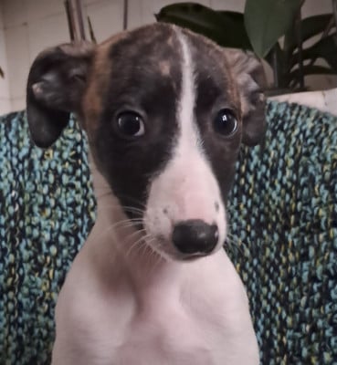 Les chiots de Whippet