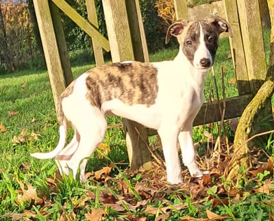 Les chiots de Whippet