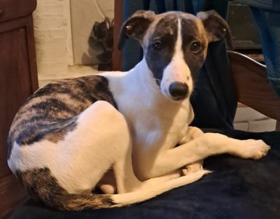 Les chiots de Whippet