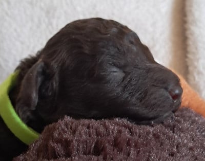 Les chiots de Caniche