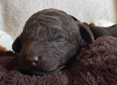 Les chiots de Caniche