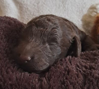 Les chiots de Caniche