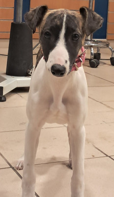 Les chiots de Whippet