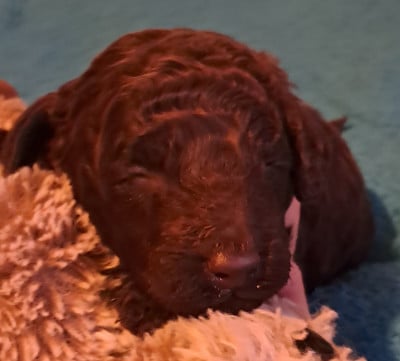 Les chiots de Caniche