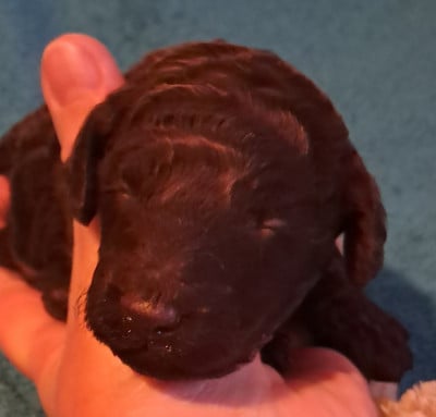 Les chiots de Caniche