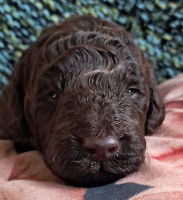 Les chiots de Caniche