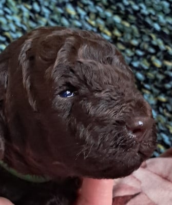 Les chiots de Caniche