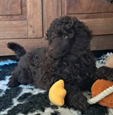 Les chiots de Caniche