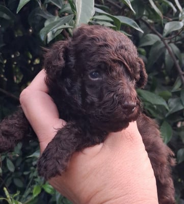 Les chiots de Caniche