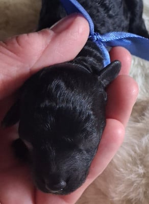 Les chiots de Caniche