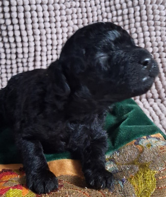 Les chiots de Caniche