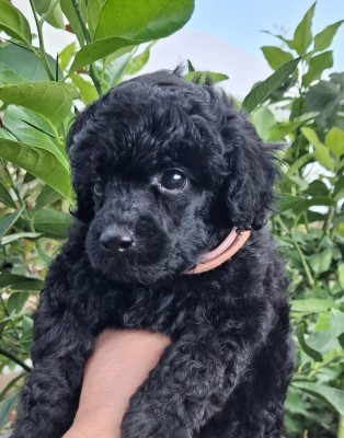 Les chiots de Caniche
