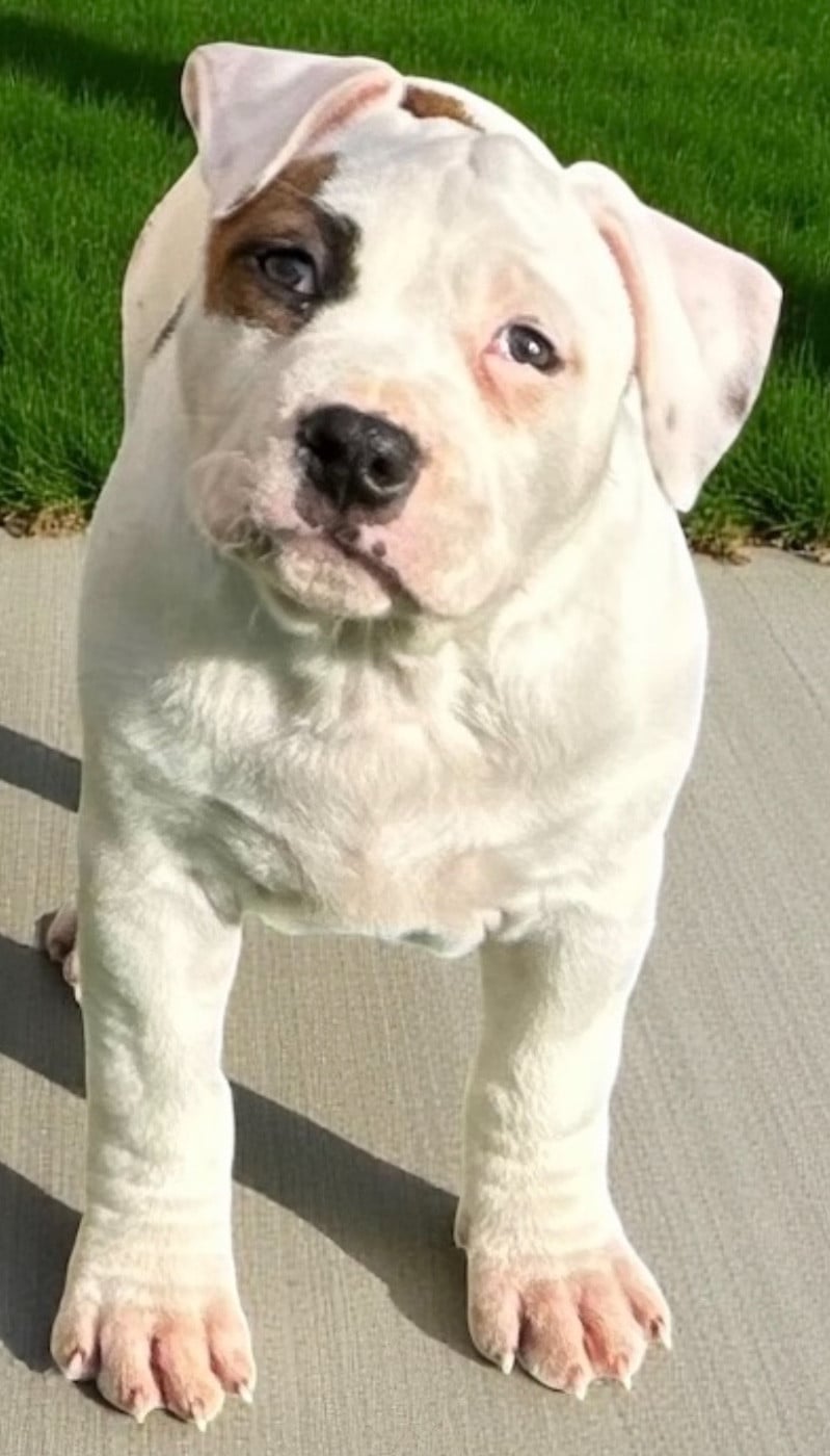 American Staffordshire Terrier - Des Sentinelles De Reveden
