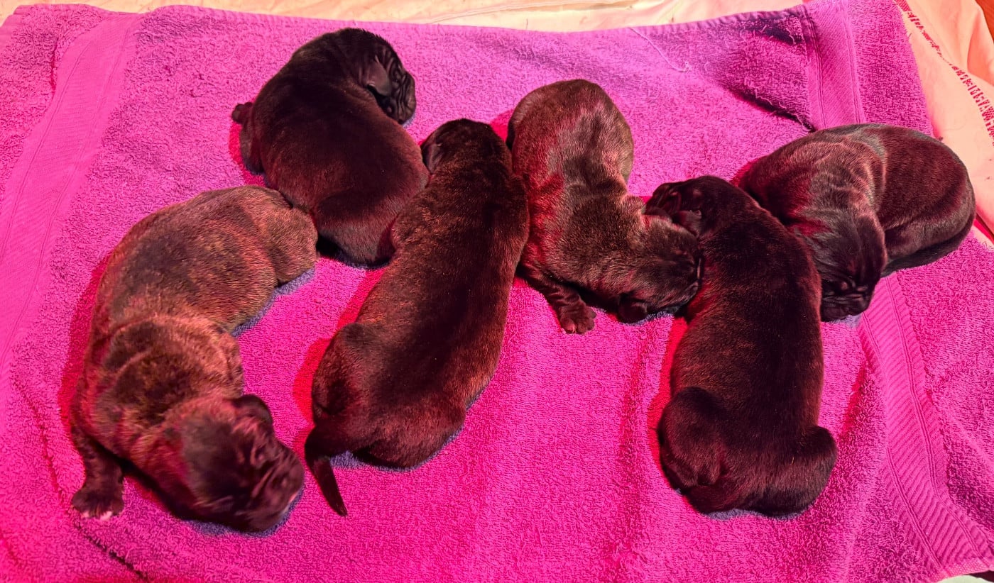 CHIOT 6 - Cane Corso