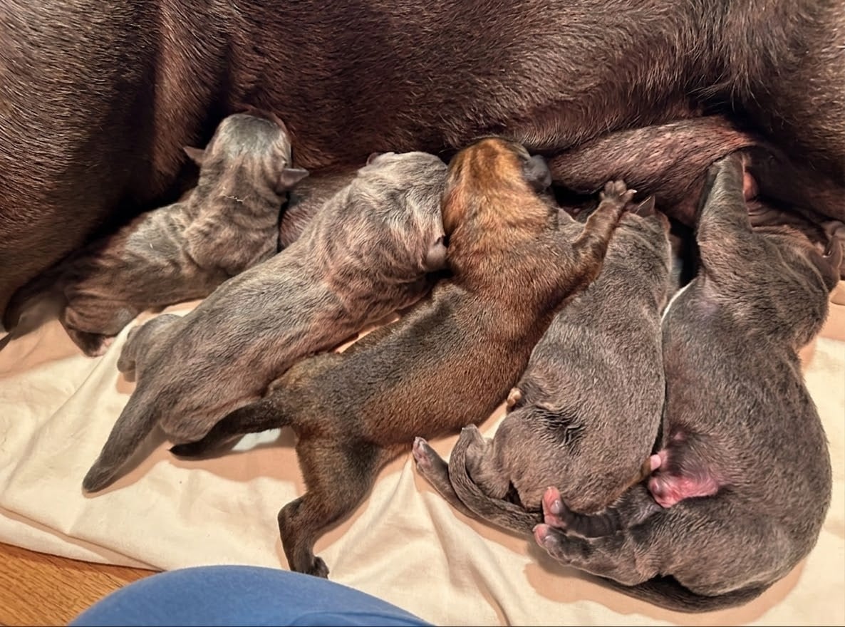 Chiot Cane Corso