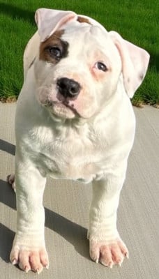 Les chiots de American Staffordshire Terrier