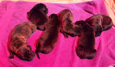 Les chiots de Cane Corso