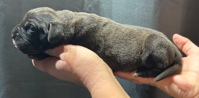 Les chiots de Cane Corso