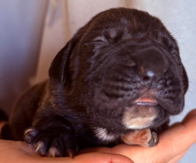 Les chiots de Cane Corso