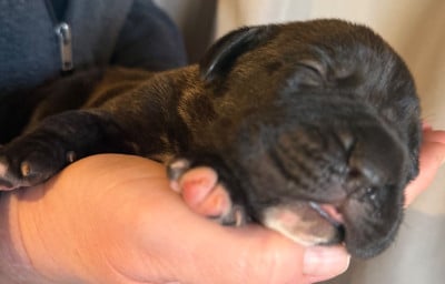 Les chiots de Cane Corso