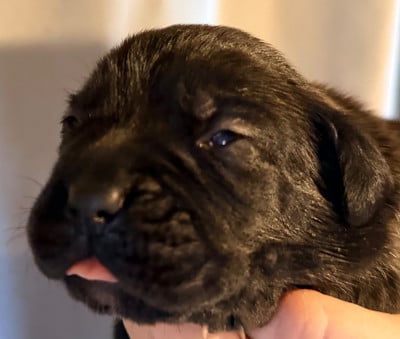 Les chiots de Cane Corso