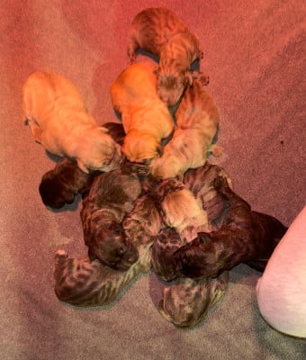 Les chiots de Cane Corso