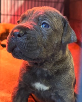 Les chiots de Cane Corso