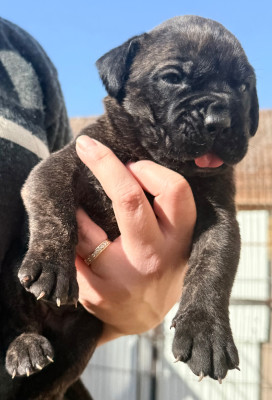 Les chiots de Cane Corso