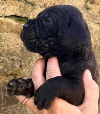 Les chiots de Cane Corso