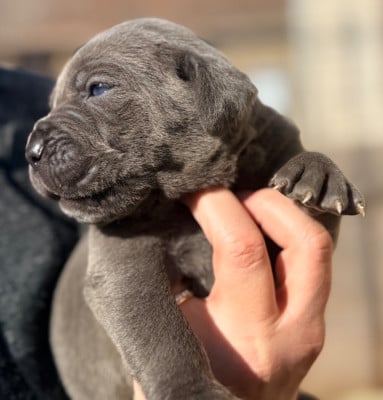 Les chiots de Cane Corso