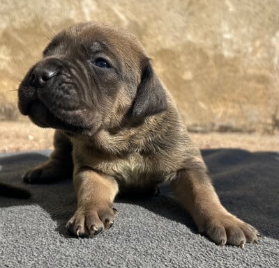 Les chiots de Cane Corso