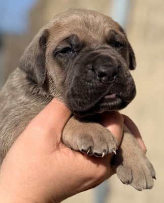 Les chiots de Cane Corso