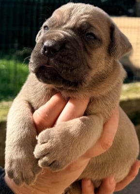 Les chiots de Cane Corso
