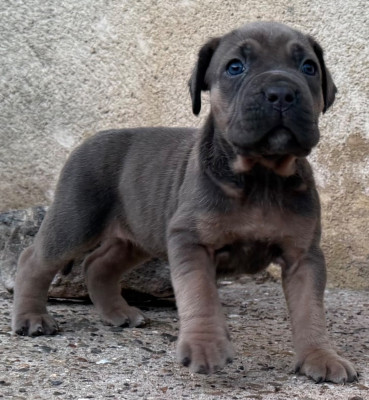 Les chiots de Cane Corso
