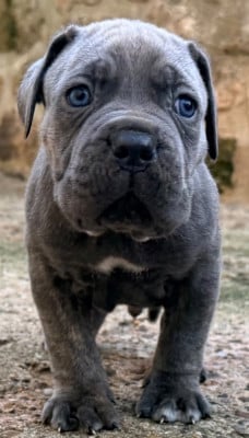 Les chiots de Cane Corso