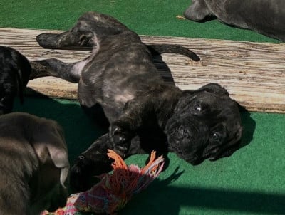 Les chiots de Cane Corso