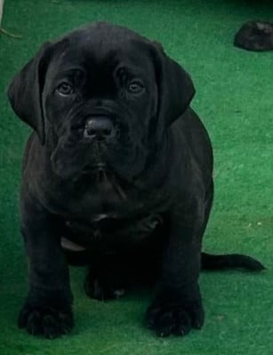 Les chiots de Cane Corso