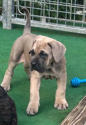 Les chiots de Cane Corso