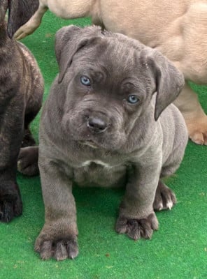 Les chiots de Cane Corso