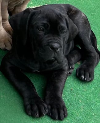 Les chiots de Cane Corso