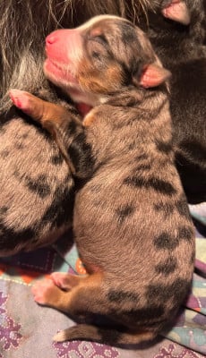 Les chiots de Berger Américain Miniature 