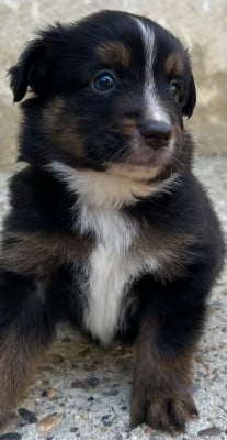 Les chiots de Berger Américain Miniature 