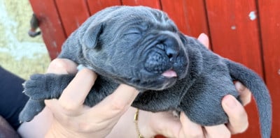 Les chiots de Cane Corso