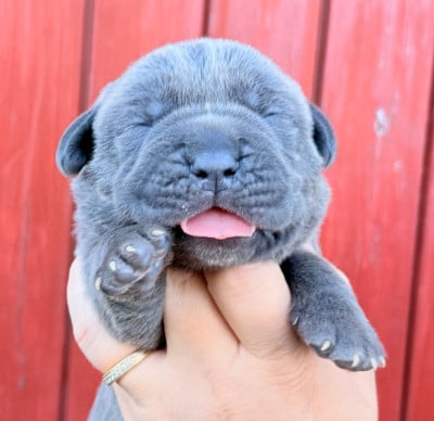Les chiots de Cane Corso